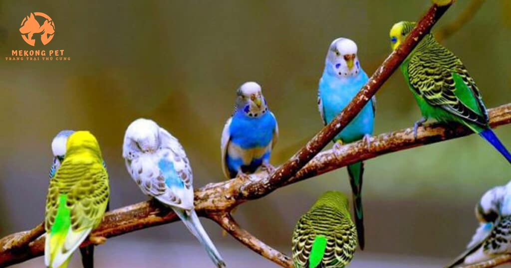 Khám Phá Thế Giới Vẹt Yến Phụng: Bạn Đồng Hành Tuyệt Vời!